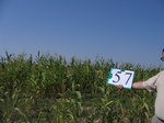 10280057-Irrigated (Surface water) maize-a.jpg