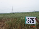 133370375a-irrigated-canal-sugarcane.gif
