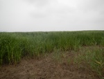54457DSCN1738.JPG