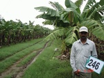 128770246c-irrigated-supplemental-groundwater-banana.gif