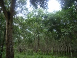 33698RIMG0316.JPG