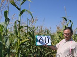 10285060-Irrigated (Surface water) maize-a.jpg