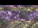 11688vp-084-Irrigated (Surface water) cotton-a.jpg