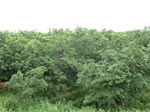 34836CIMG1505.JPG