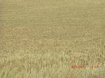 29842CIMG1285.JPG