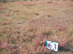 10292063-Bushland-Succulant-b.jpg