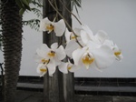15935IMG_4484.JPG