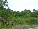55064Berau (382).JPG