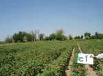 39C1A_Irrigated_SW_Cotton_LS_SC_1a.JPG