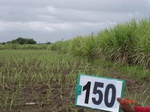 125550150a-irrigated-supplemental-groundwater-sugarcane-dominant-pomogranate.gif