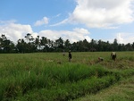 31043CIMG0905.JPG
