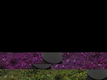 11633072-Irrigated (Surface water) green gram-a.jpg