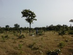 12241GT063_1yrFallow.JPG