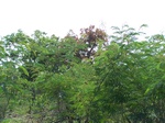 528327042008(79).JPG