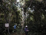 12287GT188_woodland.JPG