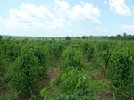 19618P1010465.JPG