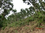 53326CIMG6606.JPG