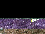 11567053-Irrigated (Surface water) cotton-b.jpg