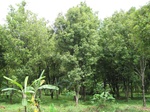 16188IMG_4947.JPG