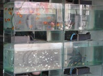 14350IMG_4692.JPG