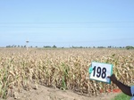 127180198c-irrigated-supplemental-major-groundwater-mixed-crop-maize-largearea-turmeric-doublecrop.gif