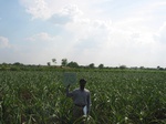 9391gt073a-irrigated.gif