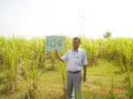 11303gt106-cropland-1.jpg