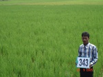 132350343b-irrigated-canal-rice.gif