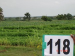 124400118c-rainfed-agriculture-mixedcrop-groundnut-dominant-castrol-sunflower-gram.gif