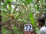 1179372-plantation-banana-coco-a.gif