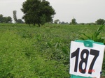 126830187b-rainfed-agriculture-mixedcrop-soyabean-gram.gif