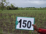 125560150b-irrigated-supplemental-groundwater-sugarcane-dominant-pomogranate.gif