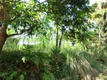 31447CIMG1311.JPG