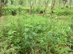 53376CIMG6675.JPG