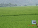 132390344c-irrigated-canal-rice.gif