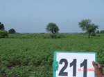 127580211a-rainfed-agriculture-mixedcrop-cotton-dominant-gram.gif