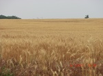 29452CIMG0735.JPG