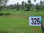 131800326c-irrigated-canal-rice.gif