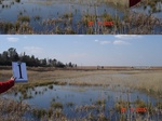 10798gt-001-wetland-perrennial-water-body-peat-swamp-02.jpg
