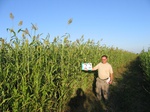 10190022-irri-sorgum-1b.jpg