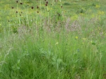 23830P1040914.JPG