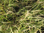 11474vp-021-irri-rice-sw--saline-1a.jpg
