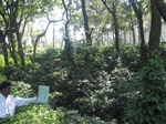 7889gt09b-coffee-msec-forest.jpg