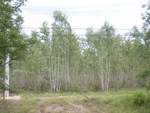 33376RIMG0116.JPG