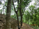 53381CIMG6685.JPG