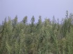 1391R0015145_small.jpg