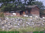 1472R0015185_tag.jpg