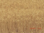 29832CIMG1264.JPG