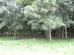 20395P1020252.JPG