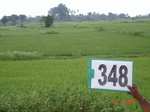 132500348b-irrigated-supplemental-tank-rice-doublecrop.gif